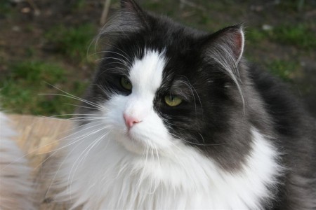 Cattery Of Kymaya's Place
